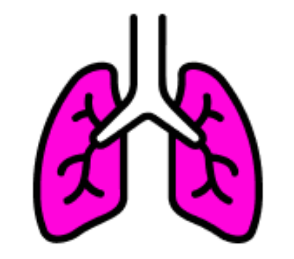 Imagen para la categoría sistema respiratorio