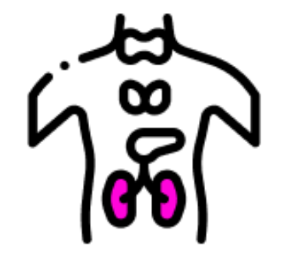 Imagen para la categoría sistema endocrino